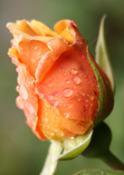 chestnut rose